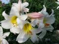 ♪麗しの白百合 Beautiful lilies, white as the snow