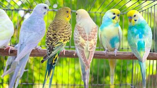 Cute Pet Budgies Chirping, 8 Hr Nature Parakeets Bird Sound to Reduce Stress