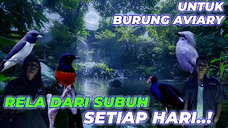 SETIAP HARI KEEPER AVIARY HARUS BANGUN SUBUH DEMI BURUNG-BURUNG 😱