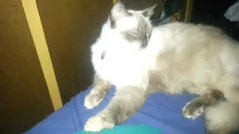 Video 909981: himalayan cat siamese, himalayan mix, siamese balinese, himalayan doll