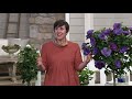 Cottage Farms Out of the Blue Rose of Sharon Tree on QVC