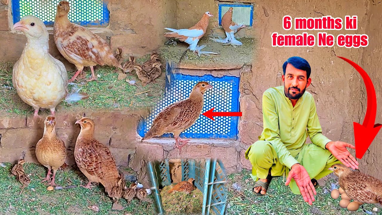 Teetar Farm Pr First Time Aisa Howa Irani Female Ne Hairaan Kr Diya🫢