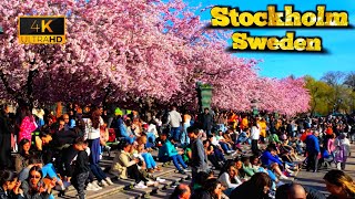 Sakura in Sweden: Cherry Blossom Canopy | relaxing walk at kungstragorden | 4k 60f UHD | may 2024