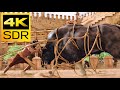 4K SDR Bhalla vs Wild Bison (Baahubali) Dolby 5.1