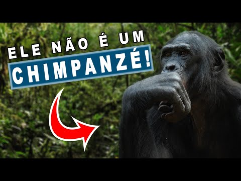 Vídeo: Qual animal tem o DNA mais próximo do humano?