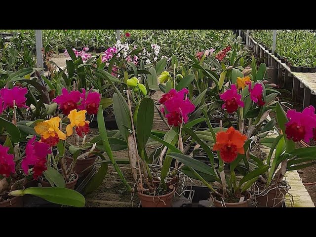 visita ao orquídario Fernando quer comprar orquídeas super baratas direto  do produtor 🤑🤑😱😱 - thptnganamst.edu.vn