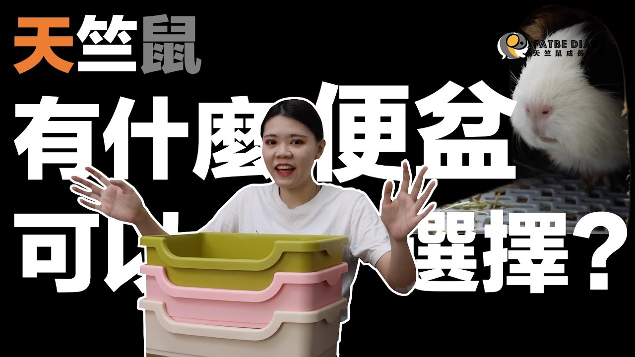 【Fatbe Diary】開箱天竺鼠可以使用的便盆以及不可以使用的便盆 Guinea Pigs can use  pet potty