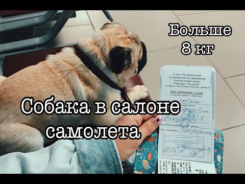 Как лететь с собакой больше 8 кг в салоне самолёта