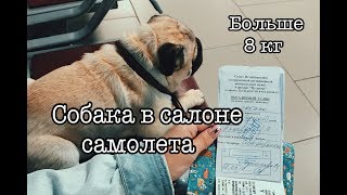 Как лететь с собакой больше 8 кг в салоне самолёта Как лететь с собакой больше 8 кг в салоне самолёта