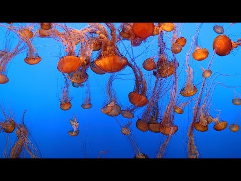 Live Jelly Cam - Aquário da Baía de Monterey