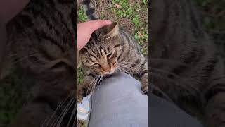 Homeless tabby Cat hugs my leg.