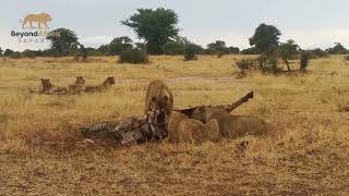 Nature's Predators: 6 Lions Feast on Kill #wildlife