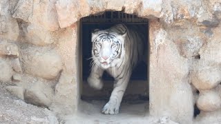 Wild White Tigre entry time from the house | Zoological Park