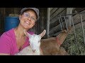 The Best Dairy Goats for Homesteading!