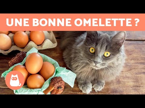 Vidéo: Les chats peuvent-ils manger du yaourt ?