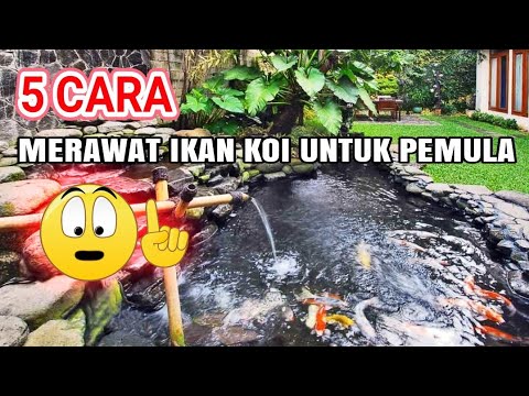 Www Cara Merawat Ikan Koi Com Bisabo Channel 2019