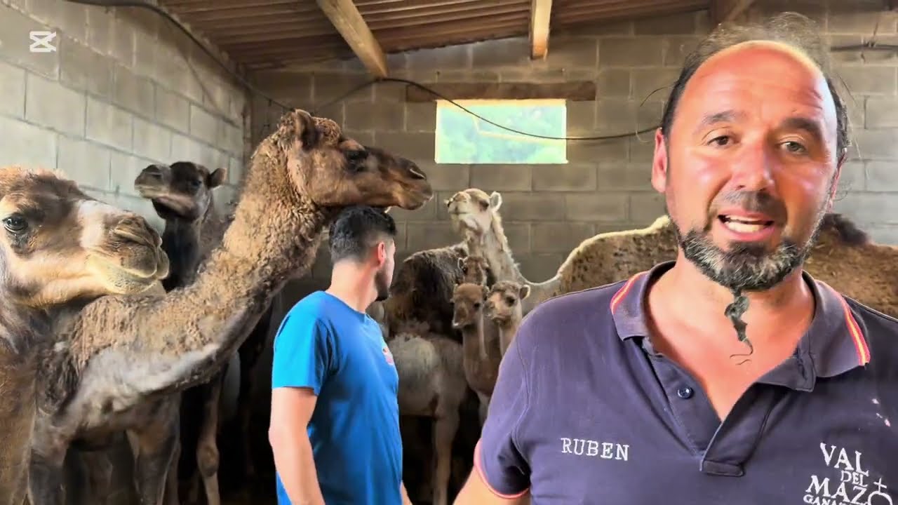 Un caso complicado en una dromedaria