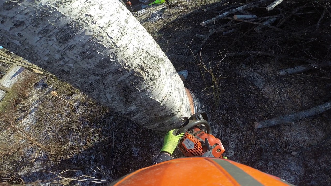 Arbortech trädservice ab fäller högstubbe på 2 min.