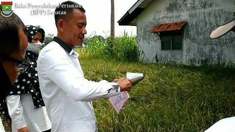 Praktek pengemposan tikus sawah