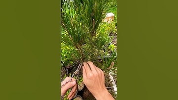Chia sẻ nhỏ,về cách cắt tỉa Cho cây thông đen.lh hoặc zalo 0339769298