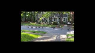 Single File. Canada Geese Marching down the Street