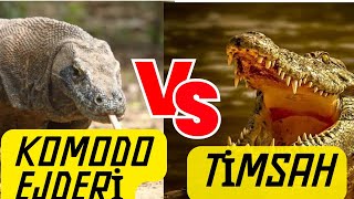 Komodo Ejderi vs Timsah, Piton | Komodo Ejderi Belgeseli Türkçe #medyabilgini #komodo