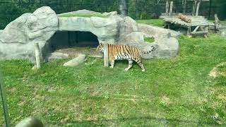 Regal Beauty Observing The Majestic Tiger At Toronto Zoo