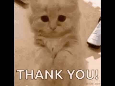 CAT THANK YOU GIF