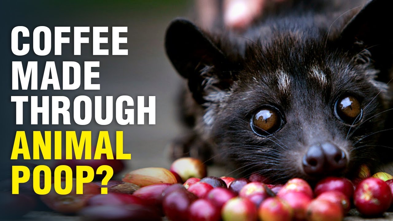 Will you drink a coffee made through animal poop? | Wion Originals - YouTube