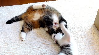 子ねこvs 大きいねこ。Kitten Miri vs  Maru 2.