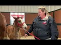 KRCG 13 previews the Warm Springs Ranch 2024 Foals