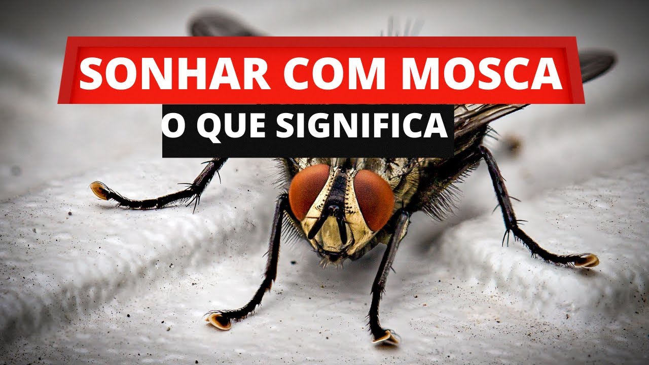 sonhar com moscas o que significa - YouTube