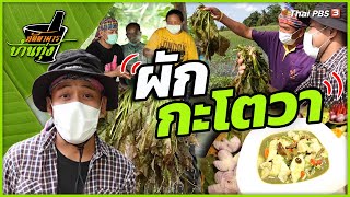 ผักกะโตวา | ภัตตาคารบ้านทุ่ง