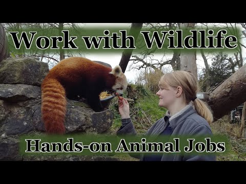 5 Wildlife conservation jobs working hands on with animals that you can do from the UK | Careers