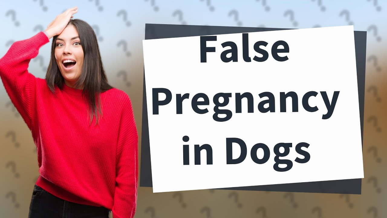 How Long Can A False Pregnancy Last In Dogs YouTube