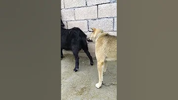 Dog And Goat Animals Pigeon Bird Animal Pigeonbird Love Pigeonlove Dog Goat 