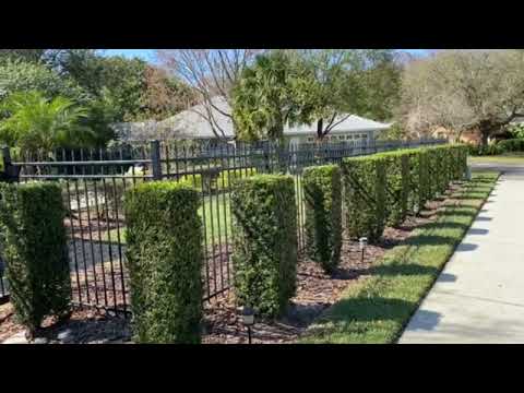Podocarpus Screen 5&rsquo;/Planted and Guaranteed By Tree Planters/Serving Central Florida for 50 Years