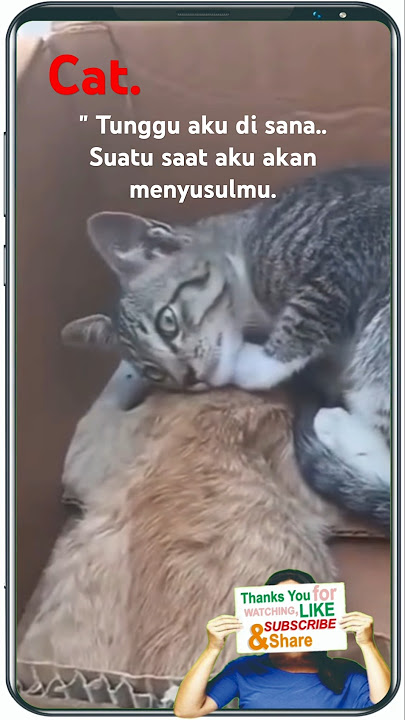 Coba lihat Vidio ini, kamu akan terharu kawan #shortscat #catlover
