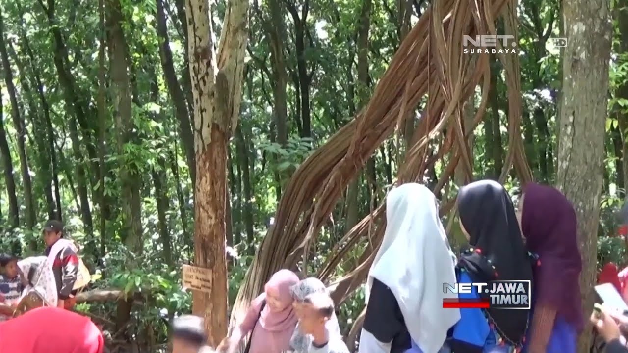 Net Jatim Wisata Alam Pohon Akar Langit Di Lamongan