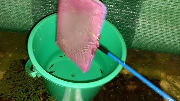 Cận cảnh việc thu hoạch tép cảnh | Trại Tép Màu Đồng Tháp