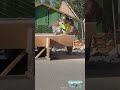 Birdsmouth Cutting #framing #construction #diablotoolsambassador #roofframing