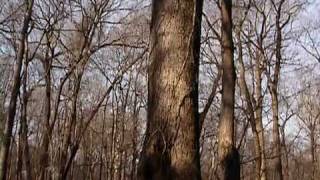 S.C. State Champion Overcup Oak Tree