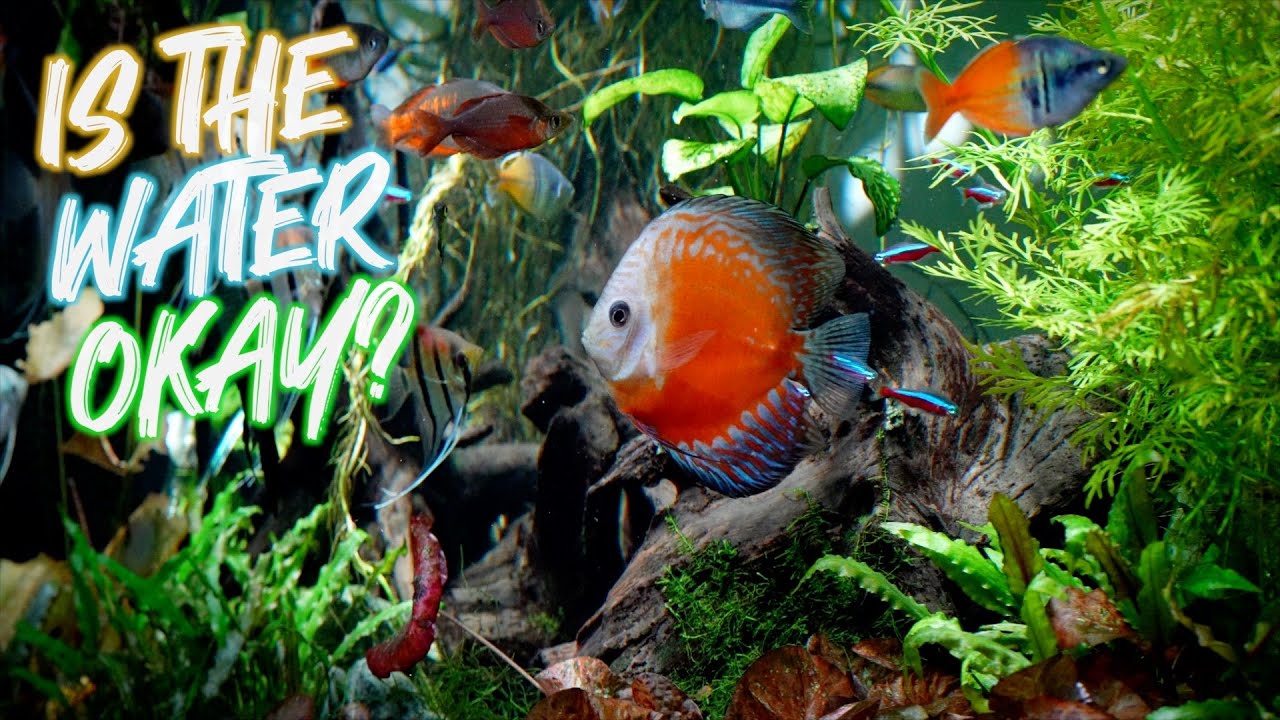 HOW TO TEST YOUR  AQUARIUM FISH TANK WATER | AQUARIUM COOP | API