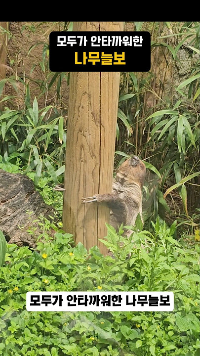 모두가 안타까워한 나무늘보