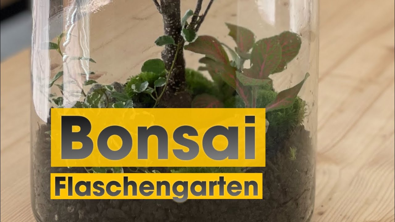 Bonsai im Flaschengarten