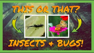 This or That Insects PE Game - Would You Rather Workout Bug Edition!