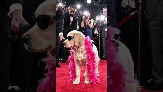 @cute stylish puppy go to award show #animation #puppy #puppylove