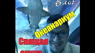 Океанариум Москва в ТРЦ «РИО» на Дмитровском шоссе.Животные, стоимость билетов Океанариум Москва в ТРЦ «РИО» на Дмитровском шоссе.Животные, стоимость билетов