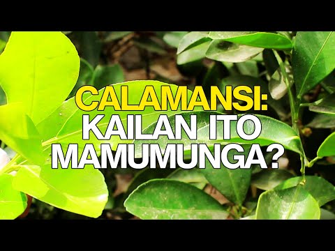 Video: Mga Tip Sa Pagpapataba ng Puno ng Kalamansi: Kailan Mo Magpapataba ng Lime