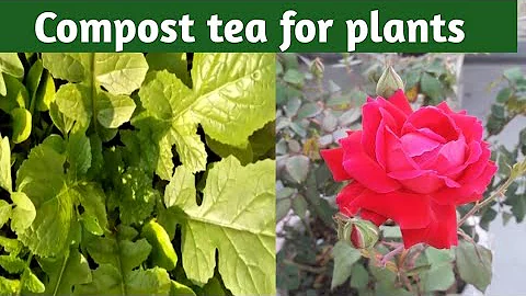 How to add sulfer to soil naturally | Compost tea for plants | Fertilizer for kitchen garden